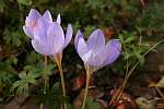Crocus speciosus 'Conqueror'. October 2016.