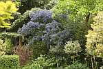 Ceanothus 'Concha'.
