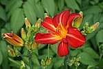 Hemerocallis 'Berlin Red'.