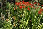 Crocosmia 'Lucifer' and Lilium lancifolium 'Splendens'.