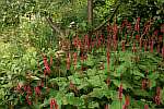 Persicaria amplexicaulis 'Firetail'.