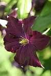 Clematis 'Warszawska Nike'.