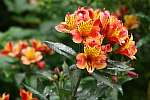 Alstroemeria 'Indian Summer'.