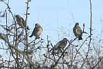 A flock of fieldfares arrived unexpectedly in the garden. They stayed only for a couple of days but it was a treat to see them.
