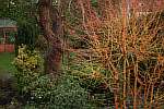 Cornus sanguinea 'Midwinter Fire' provide good colour and an interesting shape.